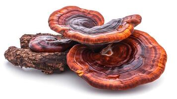 AI generated Ganoderma on isolated white background. photo