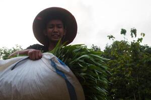 Asian farmer is tired carrying a sack of kale after harvest. by wearing a black t-shirt and traditional hat during the day photo