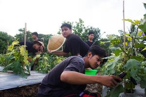 5 5 joven asiático agricultores son clasificación berenjenas para cosecha. durante el día utilizando tradicional equipo y negro camisetas foto