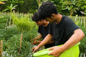 two young Asian farmers are harvesting chilies in the garden wearing black t-shirts during the day photo