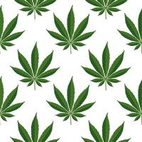 Seamless pattern of hemp leaves. Background of cannabis leaves on a white background. Print, vector