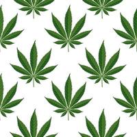 Seamless pattern of hemp leaves. Background of cannabis leaves on a white background. Print, vector