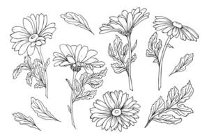 Set of hand drawn echinacea flowers. Illustration, sketch, vector