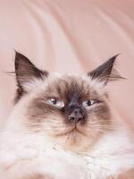 Portrait of a beige cat with brown. A cat of the Neva Masquerade breed on a beige background. photo