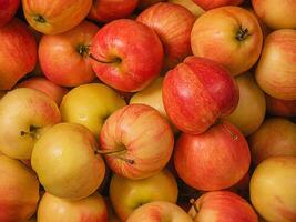 Apples are yellow with red color as a background. Macro photo of an apple with water drops.