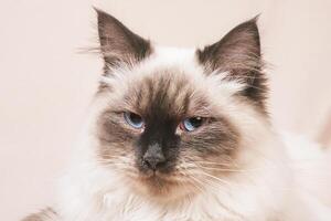 Portrait of a beige cat with brown. A cat of the Neva Masquerade breed on a beige background. photo