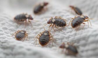 AI generated Bedbug Colony Invasion photo