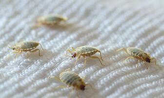 AI generated Bedbug Colony Invasion photo