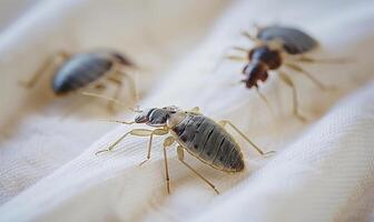 AI generated Bedbug Colony Invasion photo