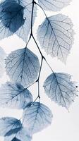 AI generated Skeleton Leaves in Isolated Elegance photo