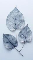 AI generated Skeleton Leaves in Isolated Elegance photo