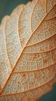 AI generated Leaf Skeleton Whispers in Dried Fibers photo