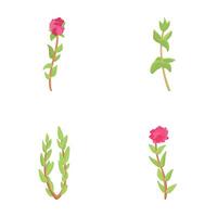 Thyme icons set cartoon vector. Thyme branch in bloom vector