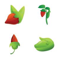 Jojoba icons set cartoon vector. Jojoba branch with nut and leaf vector