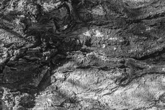 Intricate and captivating texture of a tree trunk in black and white tones. This background have unique depth and elegance. photo