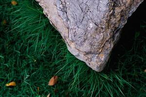 rock y verde césped lata añadir un toque de natural belleza a ninguna al aire libre espacio o hogar jardín. foto