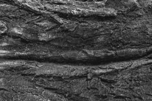 Intricate and captivating texture of a tree trunk in black and white tones. This background have unique depth and elegance. photo