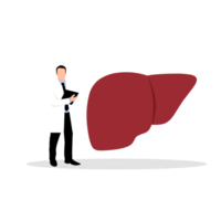a doctor checking on a liver png