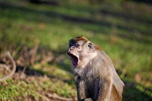 Yawning cynomolgus monkey. Javanese monkey photo