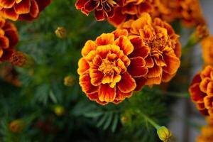 Clásico invitación con caléndula flores en un oscuro antecedentes para fiesta decoración. otoño floral antecedentes. natural antecedentes. floral decoración. vistoso hojas antecedentes. suave atención foto