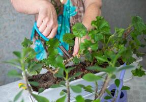 female hands with scissors trim a houseplant, flowers pelargonium, geranium photo