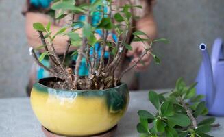 female hands using scissors to trim a houseplant, euphorbia flowers photo