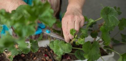 female hands with scissors trim a houseplant, flowers pelargonium, geranium photo