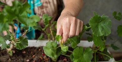 female hands with scissors trim a houseplant, flowers pelargonium, geranium photo