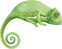 dessin animé amphibiens et reptiles aquarelle clipart png