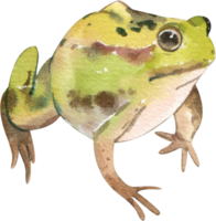 Karikatur Amphibien und Reptilien Aquarell Clip Art png