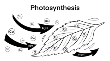 photosynthesis, plant has emerged from nutrient-rich soil and surrounded by a variety of chemical elements that are essential for photosynthesis, including carbon dioxide, water, oxygen, and glucose png