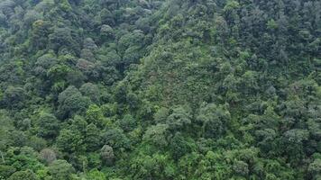 aéreo Visão do verde tropical floresta tropical. zangão tiro do natureza floresta e grande quantidade do árvores dentro montanhoso áreas. video