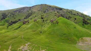 aéreo ver de verde colina con varios arboles alrededor. enfocar fuera zumbido disparar movimiento de sabana en bromo áreas video