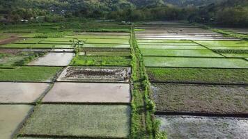 aérien vue de boueux riz des champs étant planté avec riz. cercle drone tirer mouvement de riz des champs avec alentours collines. video