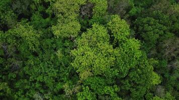 aéreo zumbido ver de tropical verde selva. parte superior abajo ver y hacia atrás zumbido disparar movimiento de bosque. lozano arboles en rural áreas video