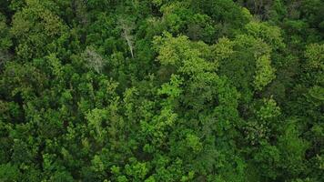 aéreo zumbido ver de tropical verde selva. parte superior abajo ver y circulo zumbido disparar movimiento de bosque. lozano arboles en rural áreas video