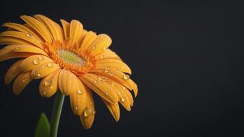 AI generated Gerber daisy macro with droplets, dark background, copy space photo