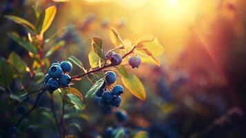 AI generated A branch with natural blueberries on a blurred background of a blueberry garden at golden hour. The concept of organic, local, seasonal fruits and harvest photo