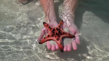 Starfish on hands, close up. Concepts of summer, travel, vacation video