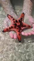 Starfish on hands, close up. Concepts of summer, travel, vacation video