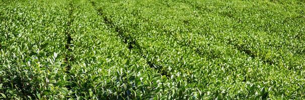 té plantación vista, frente arbustos en enfocar, antecedentes borroso foto