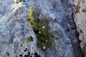floreciente arbusto de roberto geranio crece en el hendedura de el rock foto