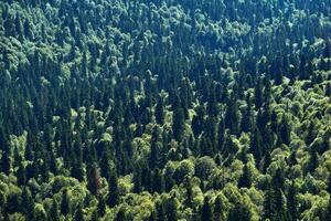 bird's eye view of the mixed coniferous forest photo