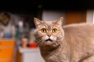 scottish straight cat looks very surprised photo