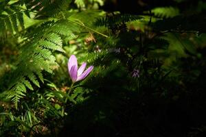 Colchicum flower illuminated by a sunbeam in a shady undergrowth photo