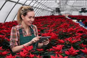 hembra agrícola trabajador con tableta entre muchos flor de pascua en planta guardería en invernadero foto