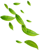 Realistic green tea leaves in motion png