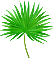 Urwald exotisch Blatt. tropisch Blätter png