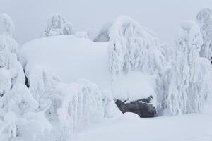 winter landscape - bizarre rock and trees on the mountain plateau are covered with deep snow photo