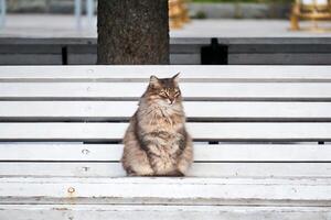 mullido extraviado gato sentado en un parque banco foto